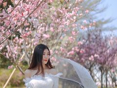 -天适樱花悠乐园