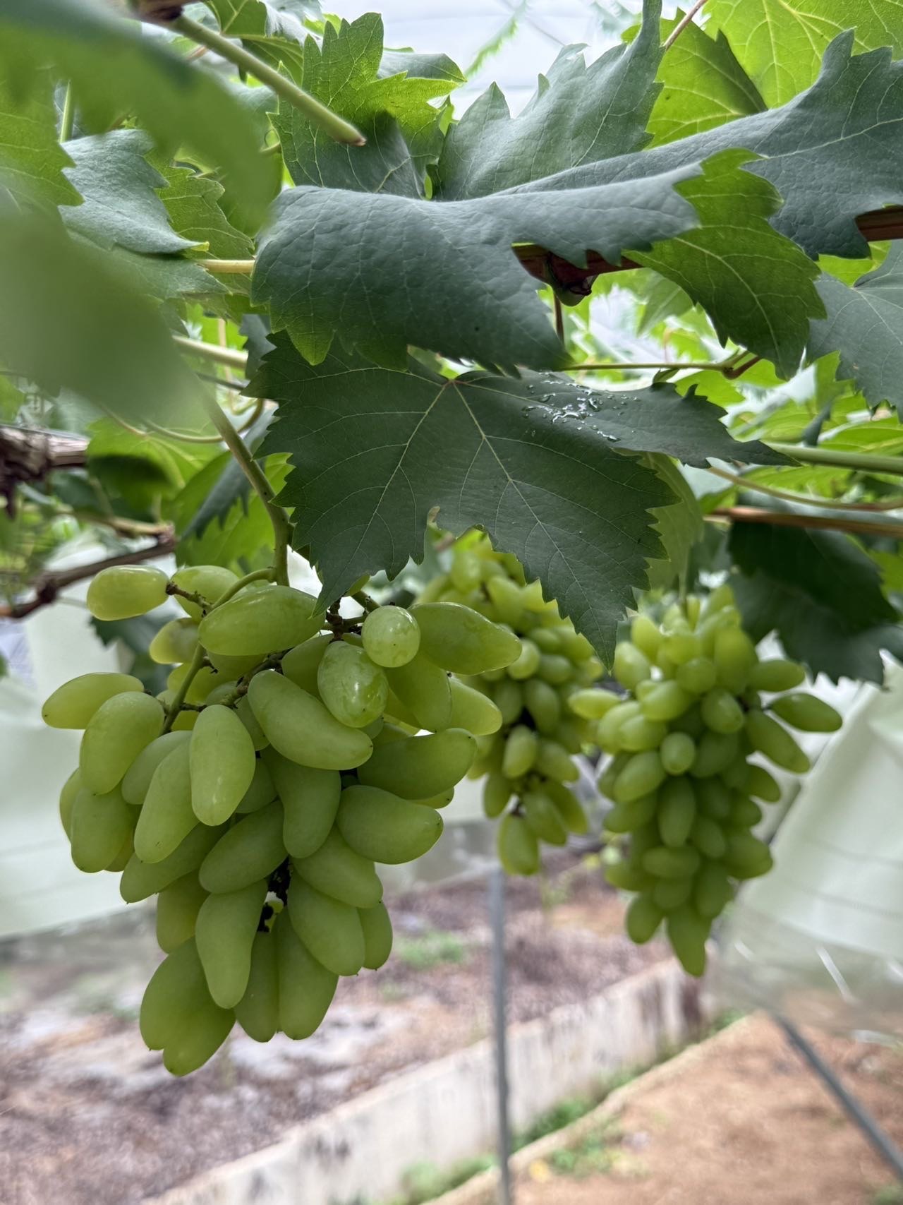 这里的黑珍珠提子会"爆珠"