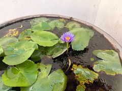 -曼谷国家博物馆