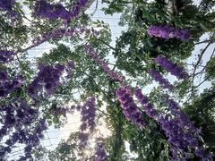 -南宁花花大世界景区