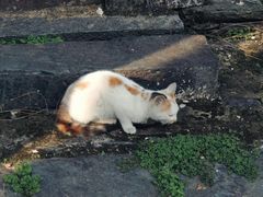 -九鼎轩脆毛肚火锅(南京东路店)