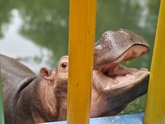 -常州淹城野生动物世界