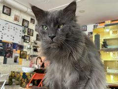 -平行世界·猫咖(首经贸店)