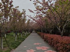 -高东镇樱花园