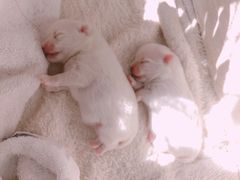 -康旭宠物医院(郑州总院)