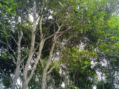 -中国科学院西双版纳热带植物园
