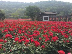 -龙寺生态园