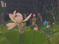 -莲湖公园