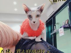 -猫色咖啡·猫咖