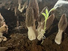 -木王宴语·野生鲜菌火锅(玉河店)