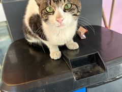 -蒸武门·广式茶点(金宝莱店)