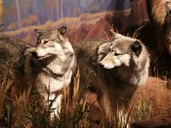 -陕西自然博物馆