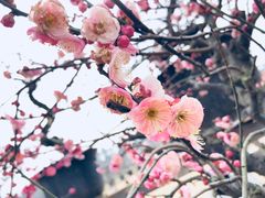 -秀丽东方
