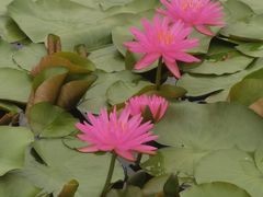 -池杉湖湿地公园