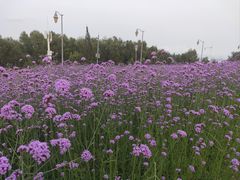 -深圳湾公园(南山区)