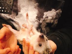 -平行世界·猫咖(首经贸店)