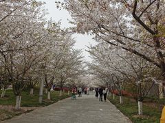 -高东镇樱花园