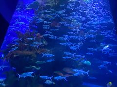 -多彩贵州城极地海洋世界