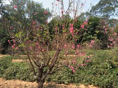 -南国桃园旅游度假区