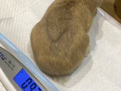 -雨林宠物医院 非犬猫异宠专科