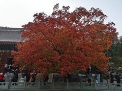 -香山公园
