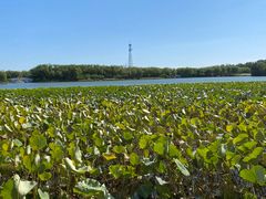 -大兴滨河森林公园