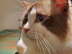 -喵喵咪呀布偶猫咖(春熙路店)