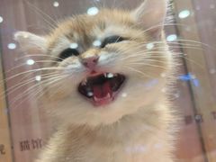 -袖虎·猫馆(体育西路店)