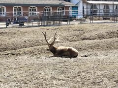 -哈尔滨北方森林动物园