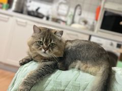 -中农国际动物医院24小时·猫科·骨科·急重症中心