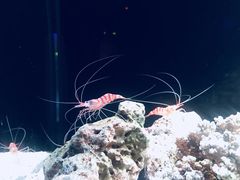 -暹罗海洋世界
