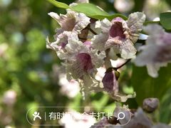 -香山公园