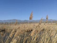 -野鸭湖国家湿地公园