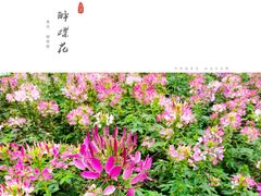 -紫马岭公园