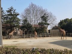 -上海野生动物园