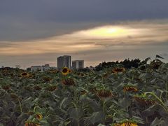 -光明小镇欢乐田园