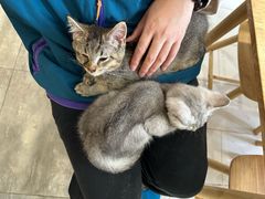 -楼上猫咖(罗湖店)
