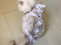 -关爱宠物医院·猫科中心·消化科(滨湖万达分院)