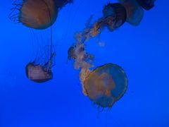 -太平洋海底世界