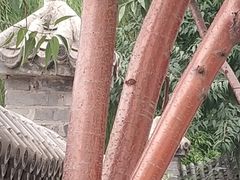 -桃花堤公园