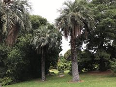 -墨尔本皇家植物园