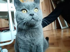 -MOYOYO猫咪咖啡店