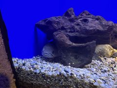 -上海海洋水族馆