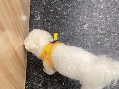 -瑞鹏宠物医院华南总院·夜诊·心脏科·骨科
