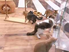 -袖虎·猫馆(体育西路店)