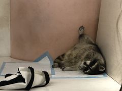 -浣熊柯尔鸭土拨鼠·电玩咖