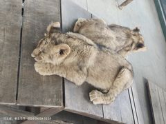 -秦皇岛野生动物园