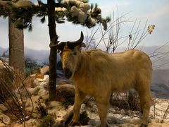 -陕西自然博物馆