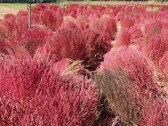 -汉长安城未央宫国家考古遗址公园