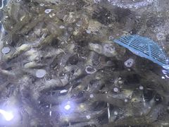 -聚盛源蒸汽海鲜火锅烤肉自助(巨川金海岸购物广场店)